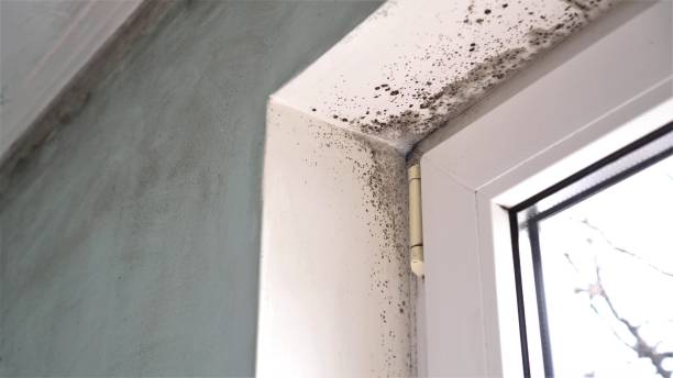 Best Attic Mold Removal  in Sheboygan Falls, WI