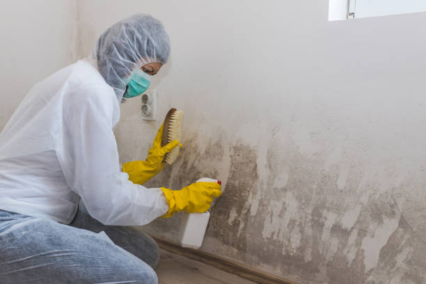 Certified Mold Removal in Sheboygan Falls, WI
