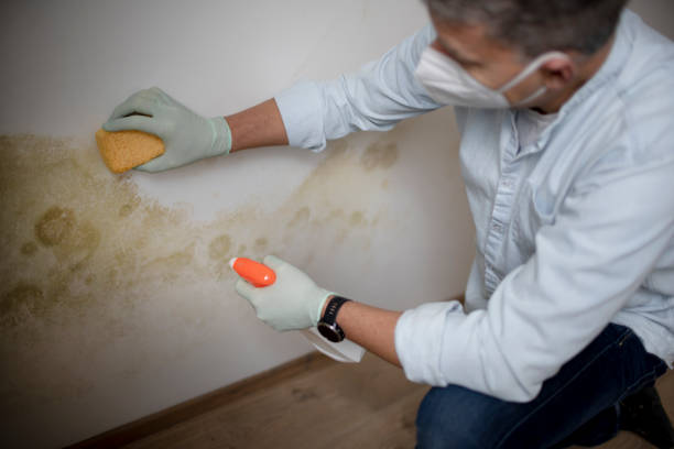 Best Residential Mold Removal  in Sheboygan Falls, WI