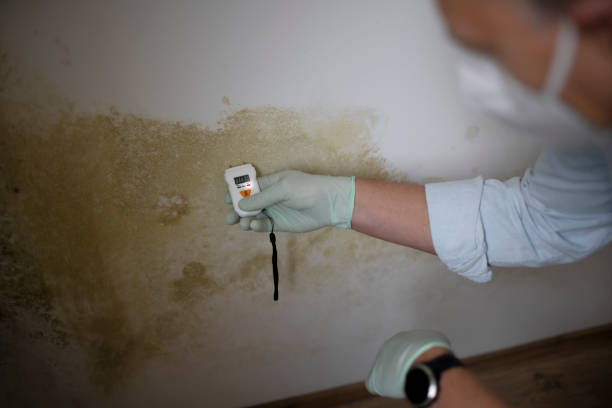 Best Mold Damage Repair  in Sheboygan Falls, WI