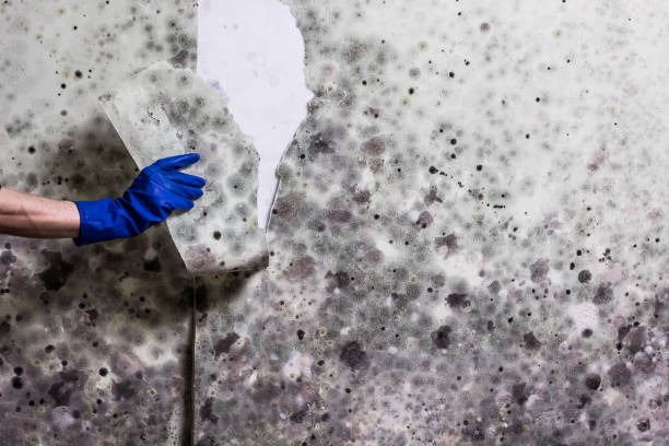 Best Mold Testing  in Sheboygan Falls, WI