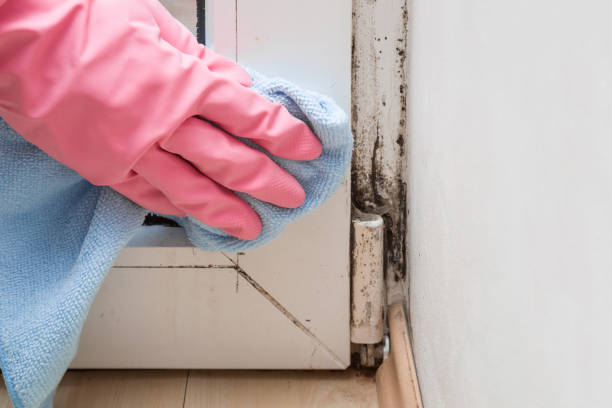 Attic Mold Removal in Sheboygan Falls, WI