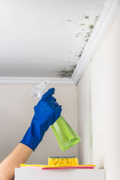 Best Mold Removal Near Me  in Sheboygan Falls, WI